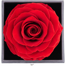 Rosa San Valentino Rose Stabilizzate Vera idee Regalo per Lei-Regalo per Fidanzato Rosa Eterna con Collana Orecchini Compleanno